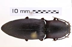 Foto (Dorsalansicht) von Lanelater notodonta (NHMW-ZOO-COL-0008047)
